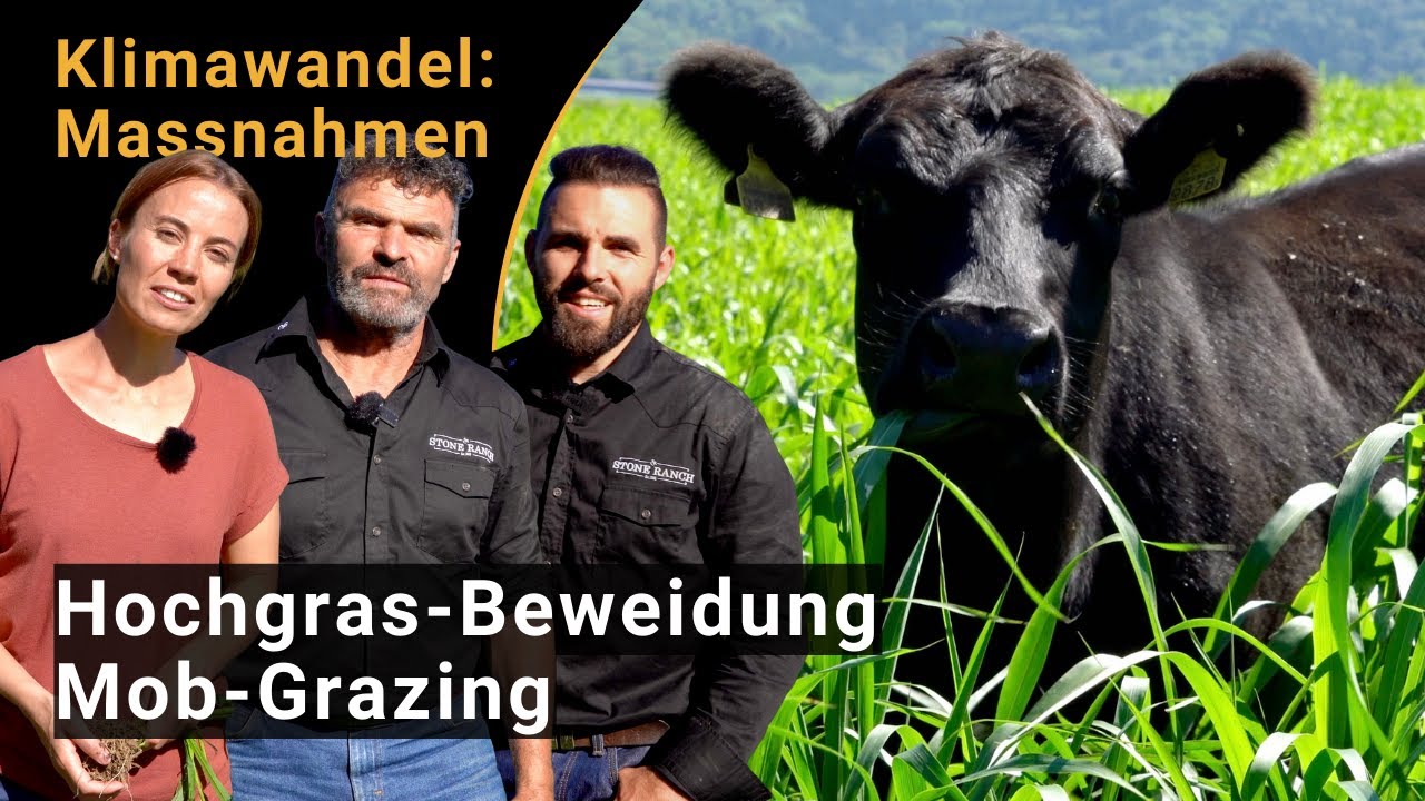 Mob grazing or high-grass grazing: adapting pastures to climate change