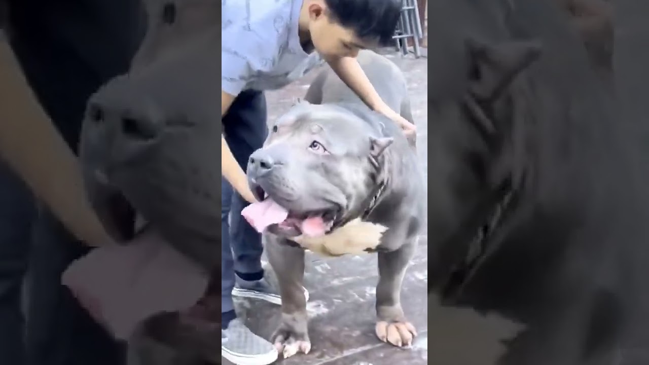 American bully xxl size super quality dog 🦍🦍🐕🐕