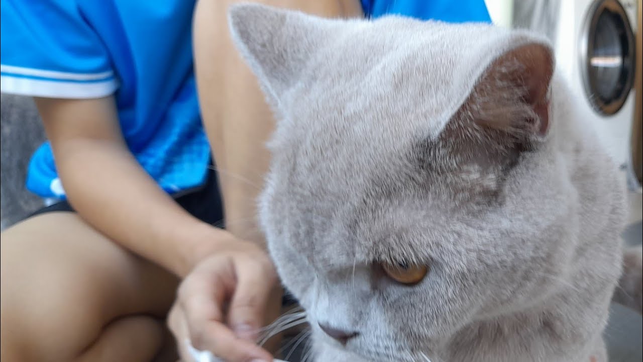 Cleaning our Cats Ears - (Blast From the Past video!)