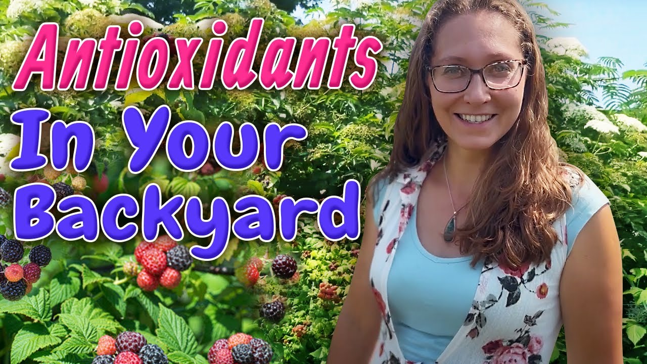 Permaculture Garden - Berry Harvest Time!