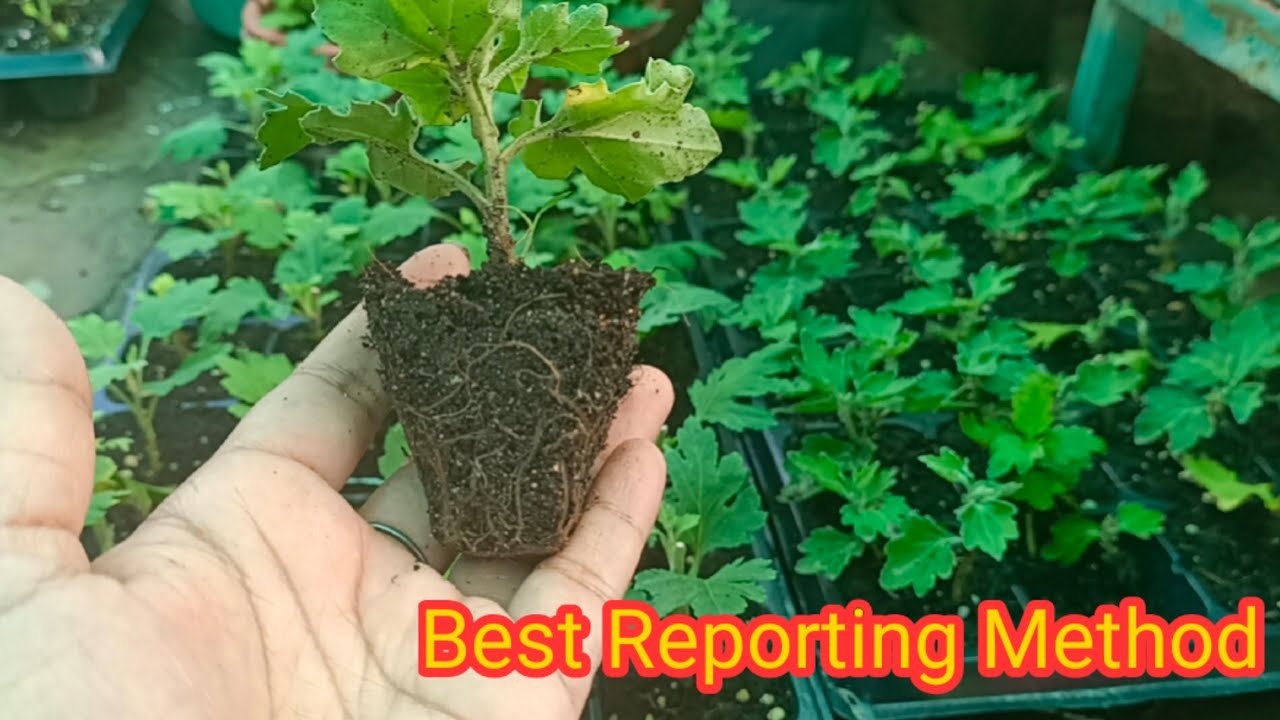 Best soil for Chrysanthemum for more bloom || Chrysanthemum plant reporting and care
