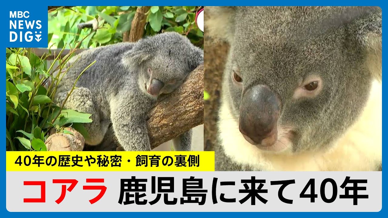 コアラ来鹿40年記念“コアラのバイブル本”発売中　40年の歴史や秘密・飼育の裏側に迫る（MBCニューズナウ 2024年10月29日放送）