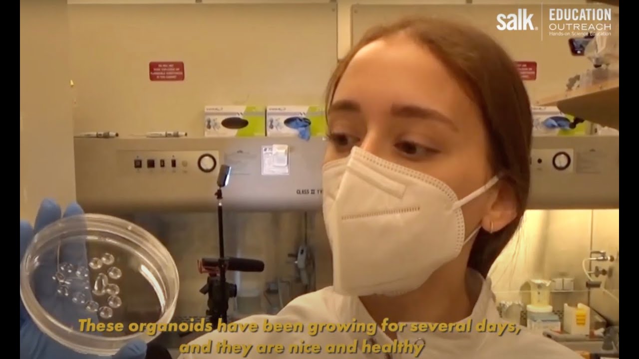 Pancreatic Cancer & Organoids & Pharmacotyping | Engle Lab | Salk Institute Research
