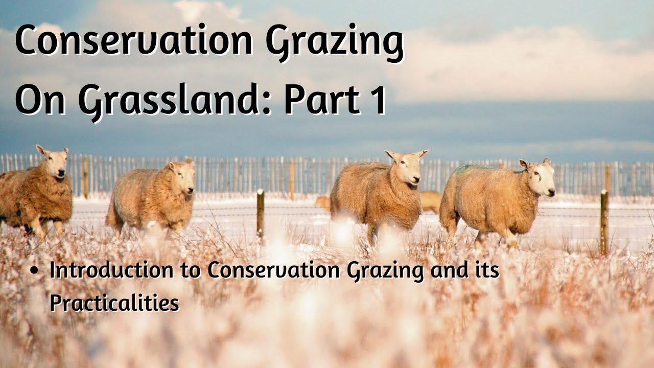Conservation Grazing on Grassland (Part 1) - Intro to Conservation Grazing and its Practicalities