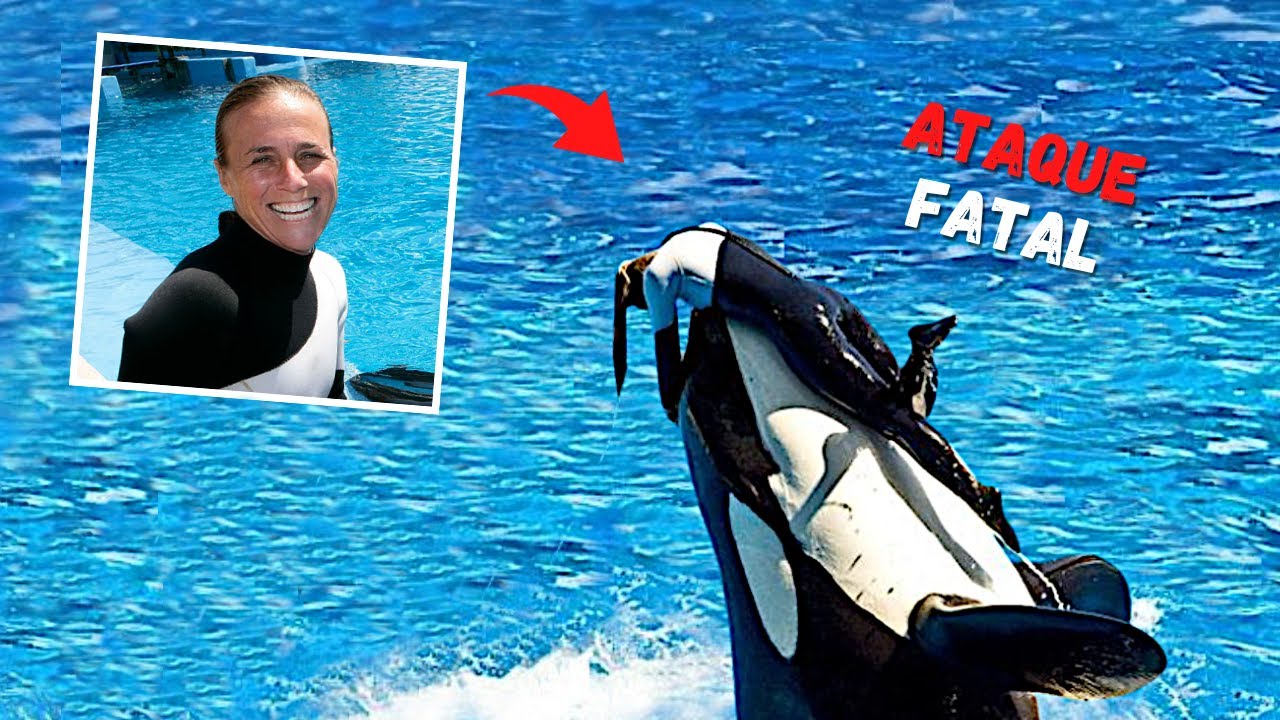 FAMOSA TREINADORA DO SEA WORLD &Eacute; FATALMENTE ATACADA POR UMA ORCA DURANTE APRESENTA&Ccedil;&Atilde;O!