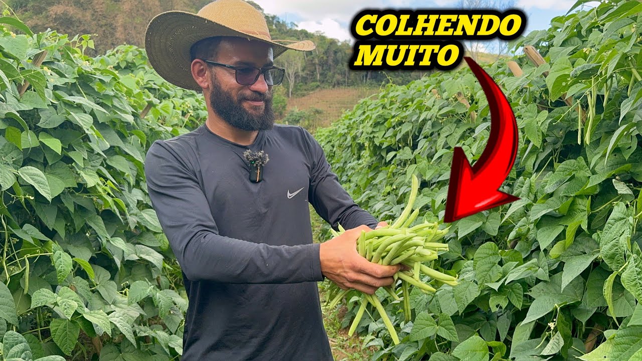 GRANDE PRODUÇÃO EM SÍTIO PEQUENO COLHEITA FARTA