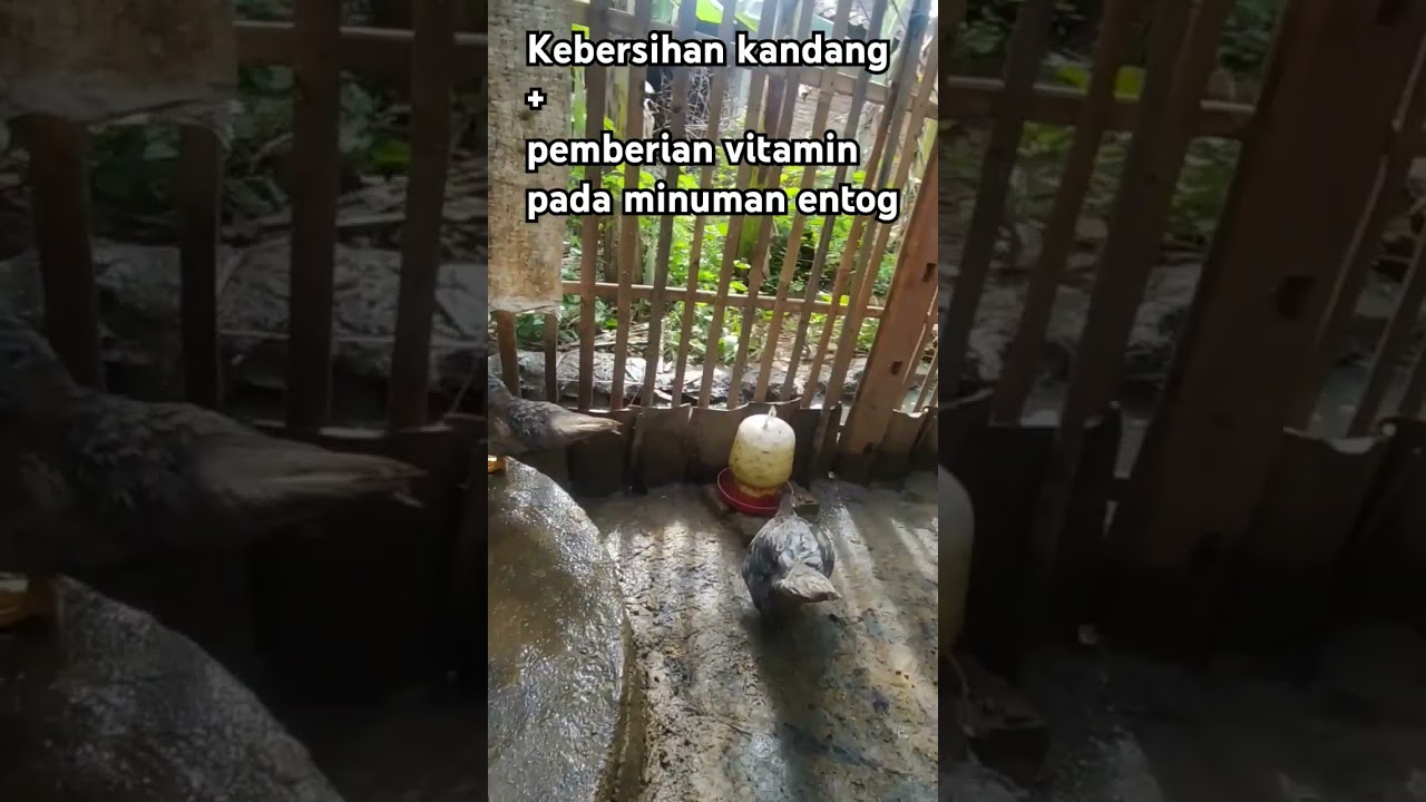 Sabtu gaul #entok #duniaternak #ternakku #ternak #keberhasilanternak #peternakmudasukses