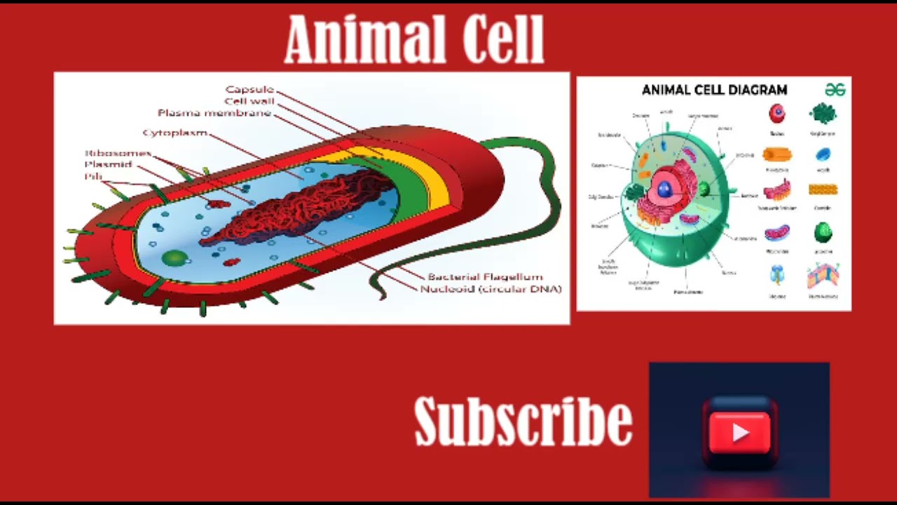 what is animal cells and about of cell #biology #mdcat #mdcat2024 #freemedicaleducation #everyone..