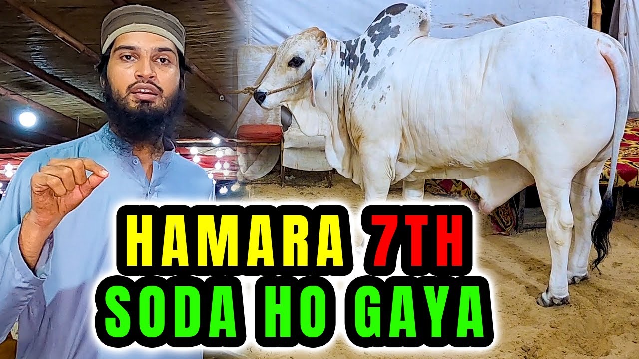 Hamara 7th SODA Ho Gaya with Aslam & Makkah Cattle & Goats Farm Sohrab Goth Cow Mandi Bakra Eid 2022