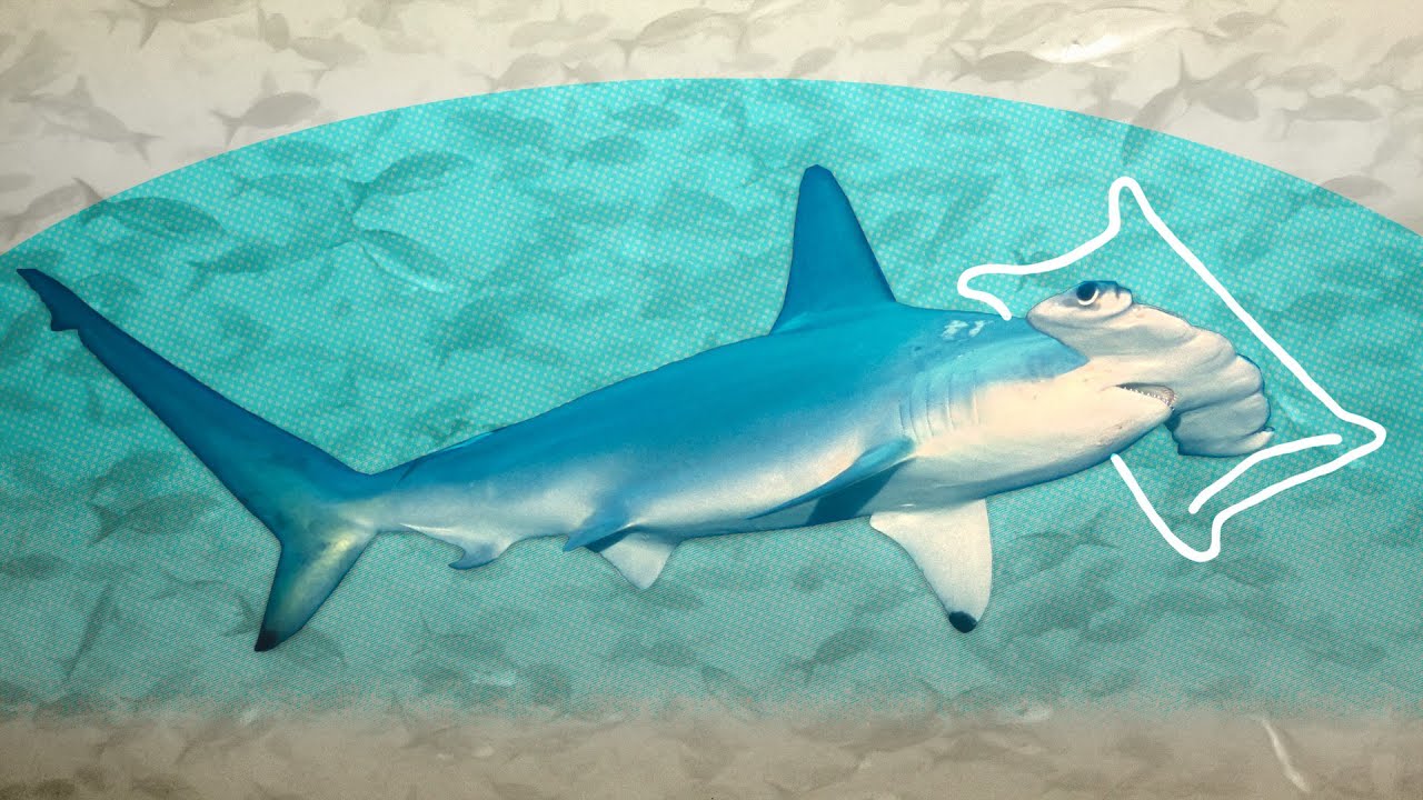 DEMYSTIFIED: Do Sharks Sleep? | Encyclopaedia Britannica