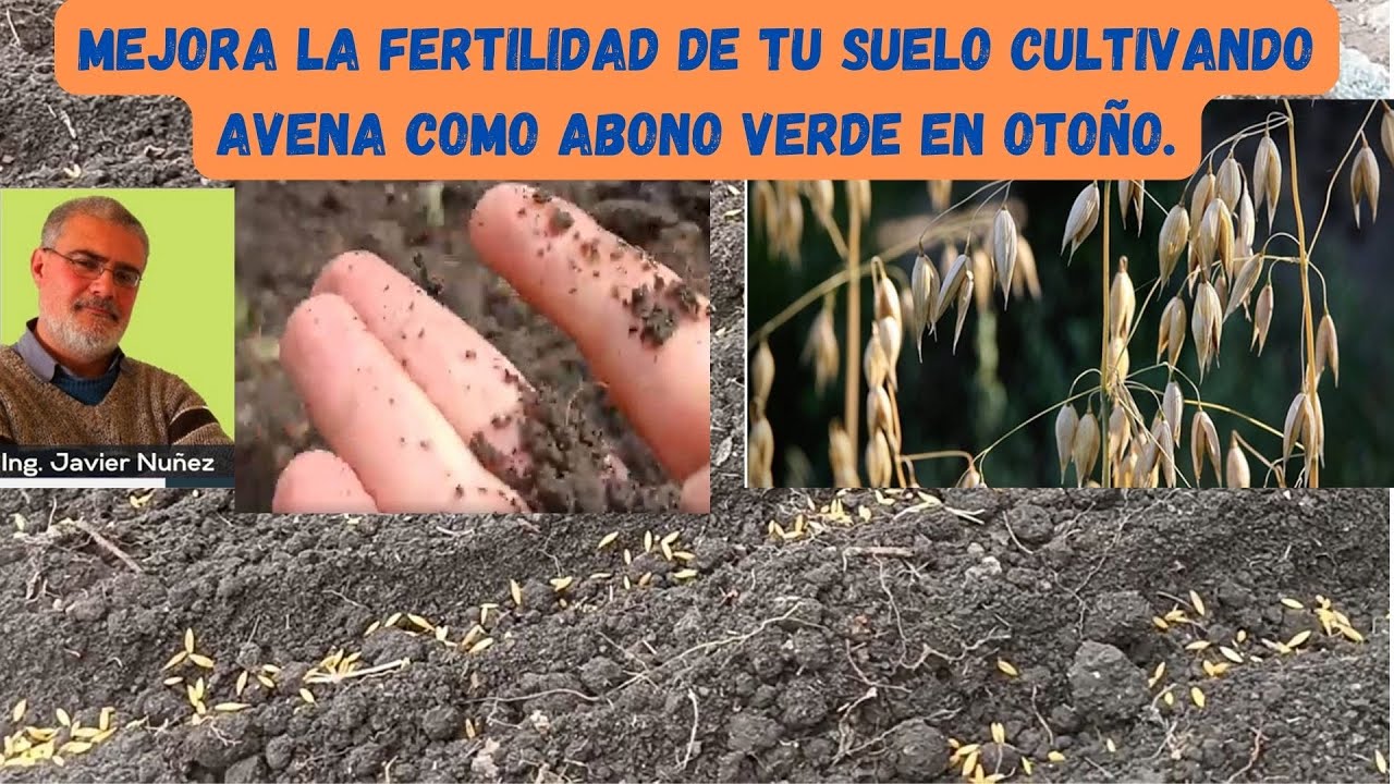 Siembra de avena como abono verde. Procedimiento fácil y rápido para mejorar la fertilidad del suelo