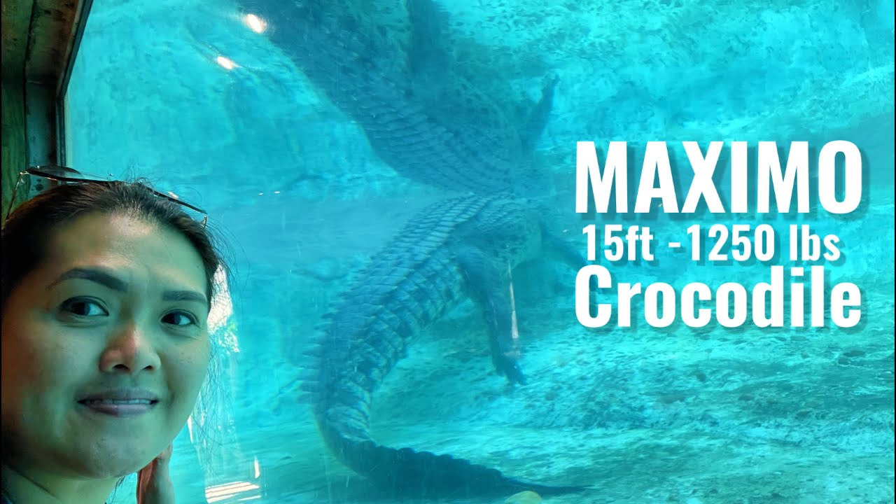 Maximo The Giant 15 ft Crocodile