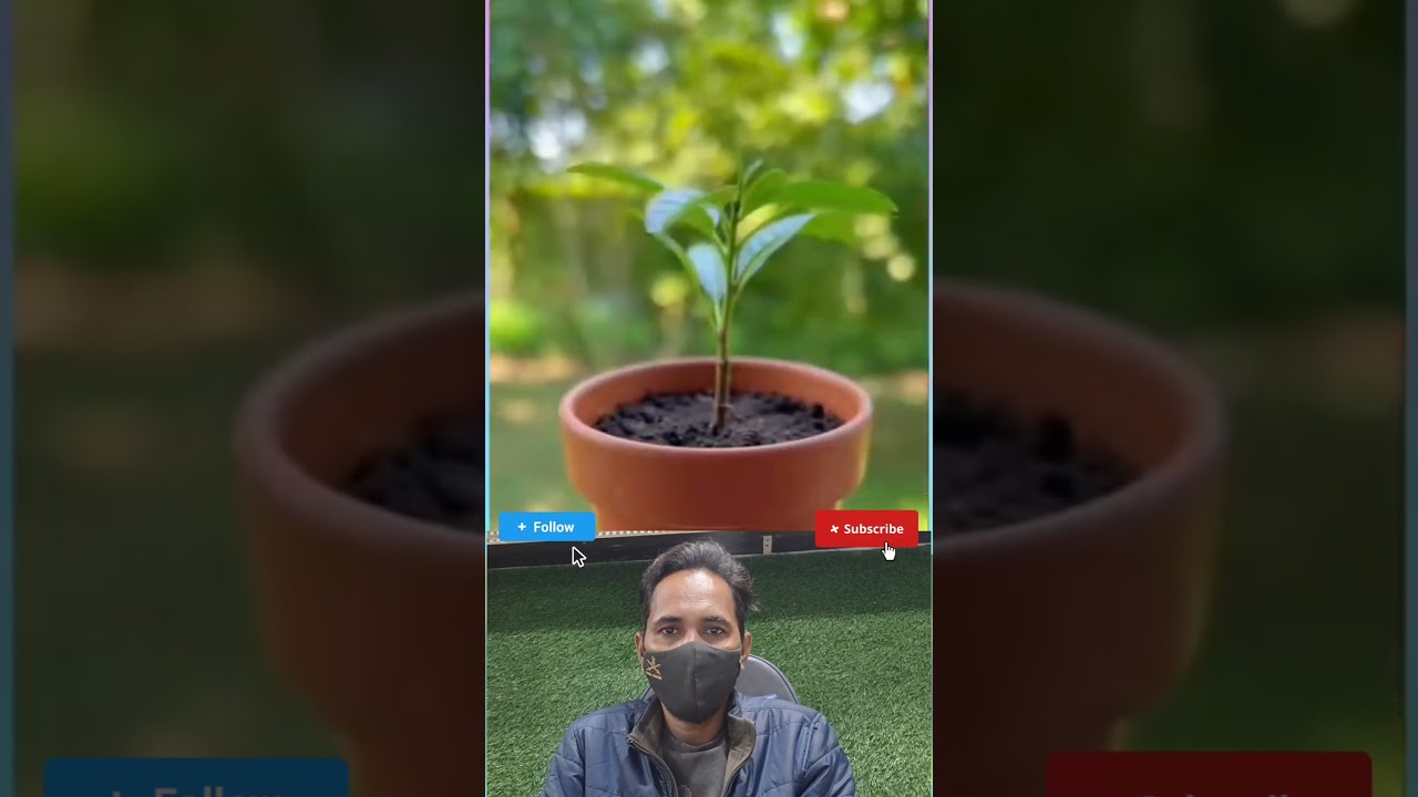 দেখেন লবঙ্গ গাছ কিভাবে তৈরি হয়