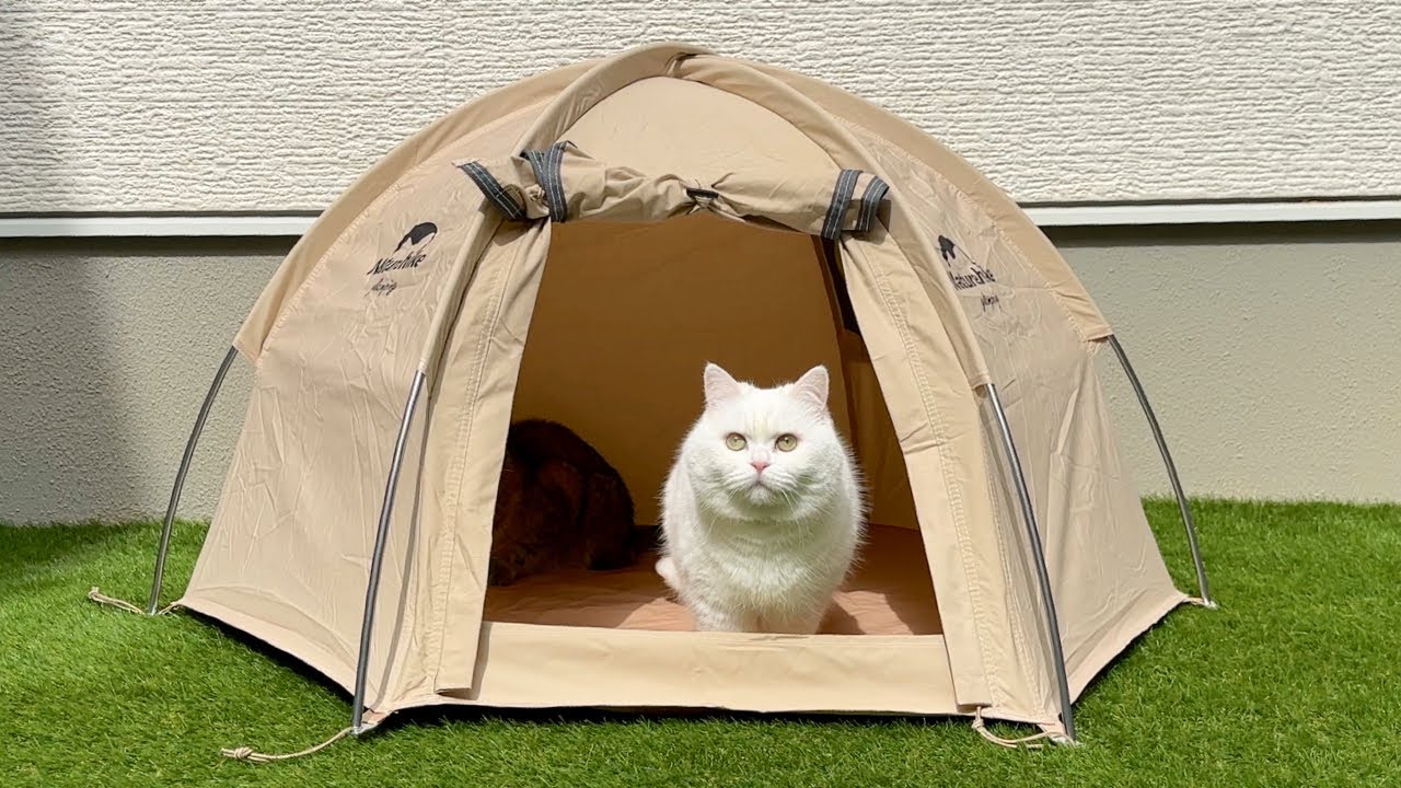 【猫キャン】猫用テントでキャンプをしたら最高でした！
