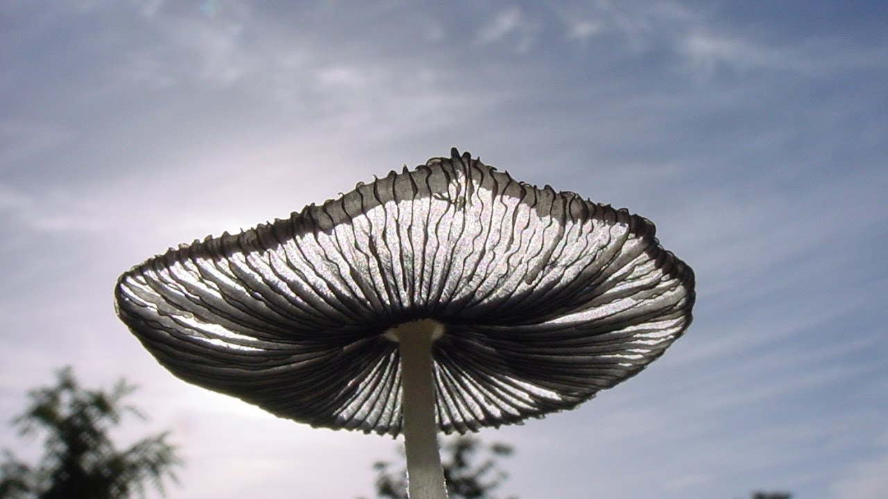 Analysing Mushrooms by Sylvia Plath
