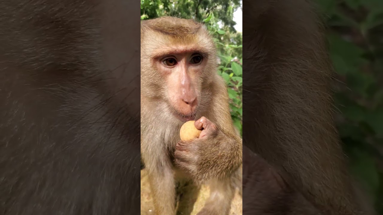 #Funny monkey 🐒 #monkey #bayon #cute #babymonkey