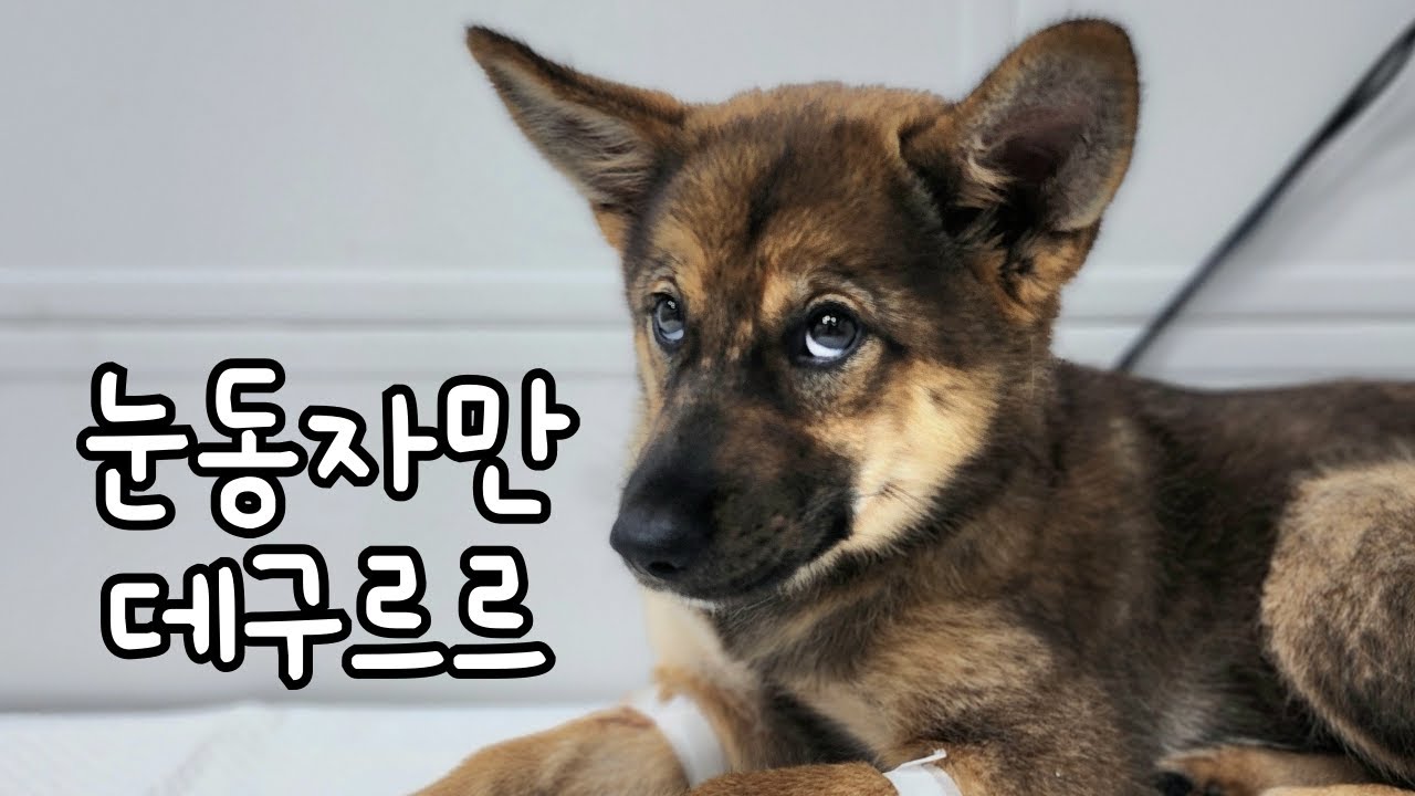 석희 중성화 수술하고 왔어요