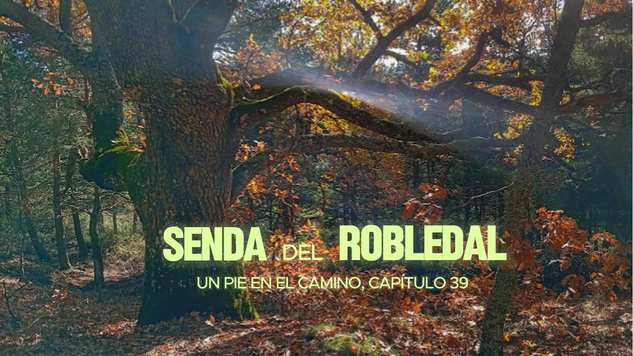 senda del robledal y el Hayedo de Tejera Negra. Un pie en el camino capítulo 39