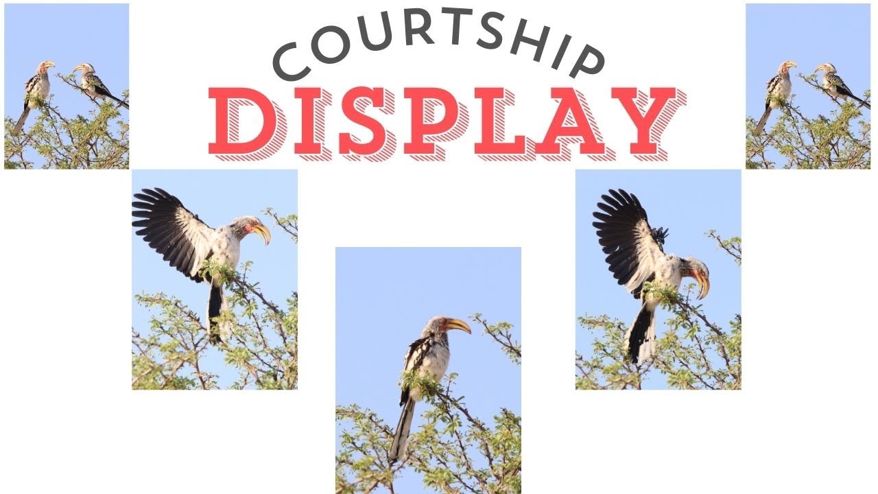 COURTSHIP DISPLAY of Southern Yellow-billed Hornbill | Hornbill Mating call