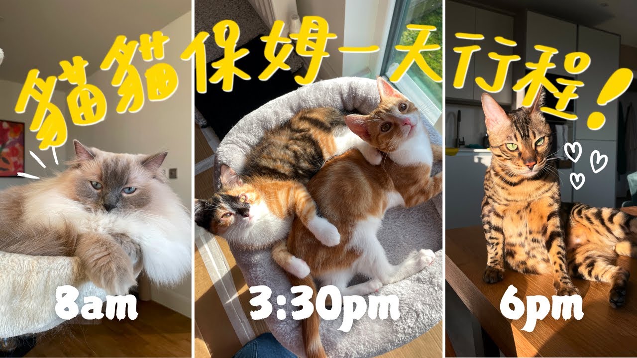 上班族也能當貓咪保姆？一天跑4個探訪！貓貓亂便便，還要哄吃飯？｜試用Petkit自動貓砂機【英國寵物保姆副業】