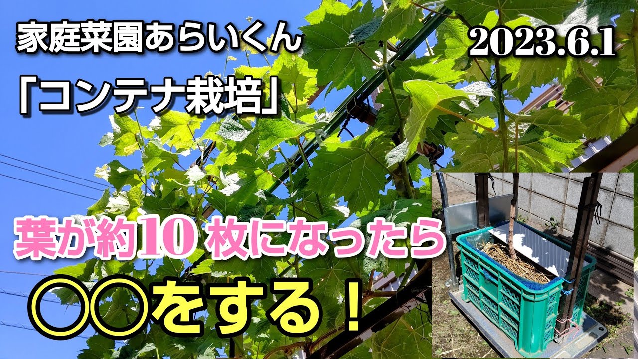 【シャインマスカット】第１２０回、コンテナ栽培２年生生育状況（追肥、摘心、誘引）【夏季管理編】