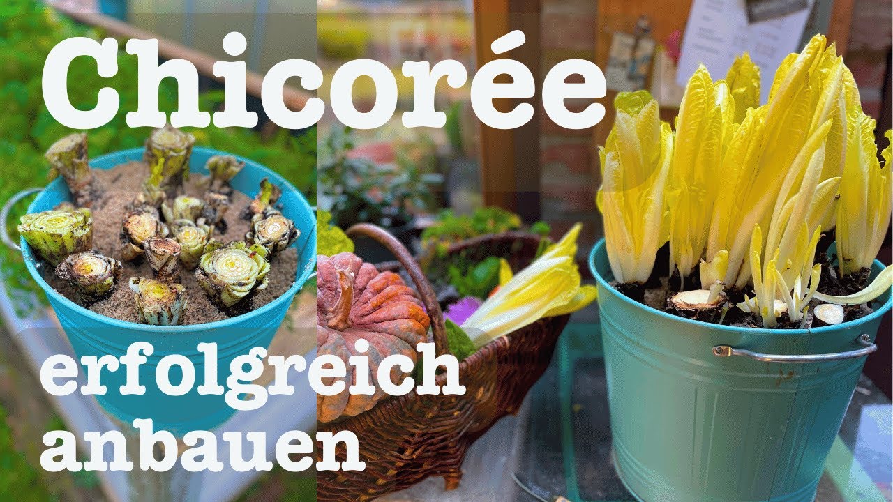 # 88 🥬 Chicor&eacute;e einfach selber ziehen🌻👩&zwj;🌾 Selbstversorger Gem&uuml;se🥬 Jetzt auss&auml;en