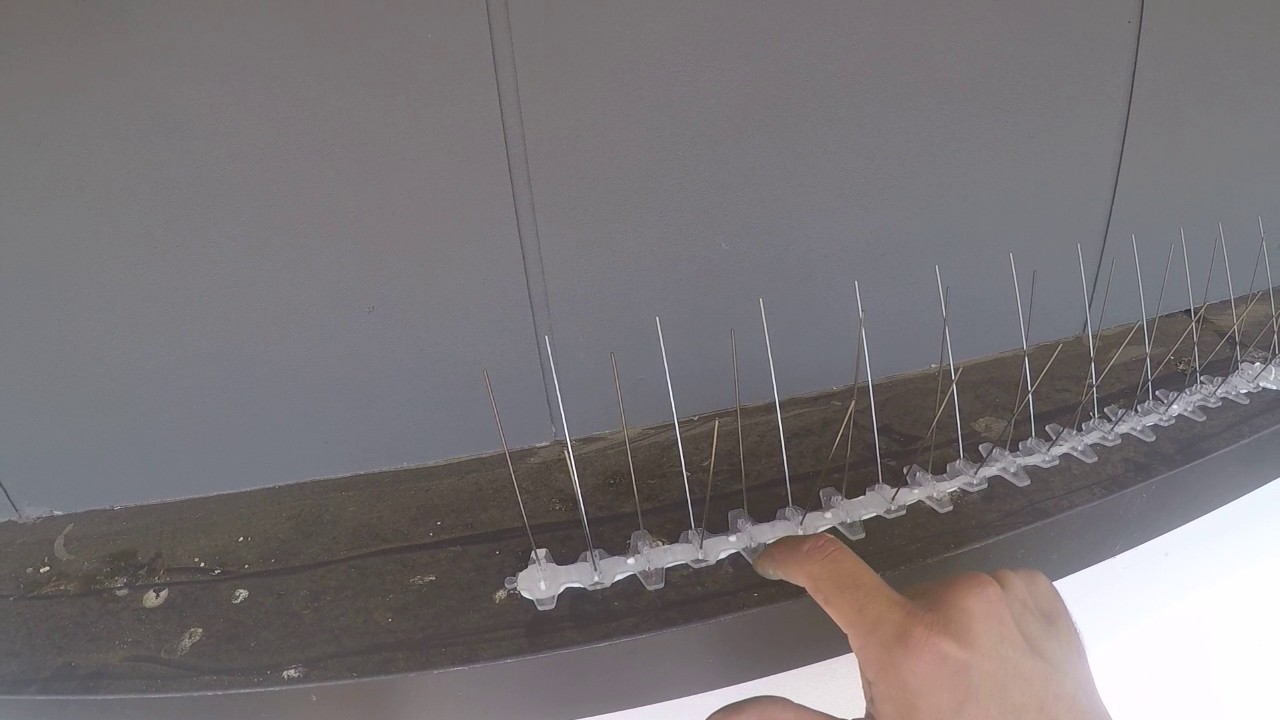 How to keep birds away - install bird spikes