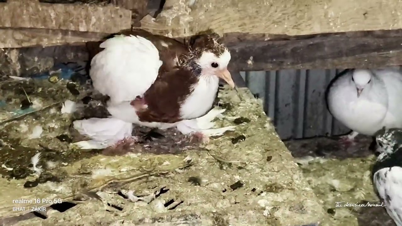Fancy pigeons # kubutar # fancy pigeons..............❤️❤️🐦🐦‍⬛🕊️🕊️🕊️