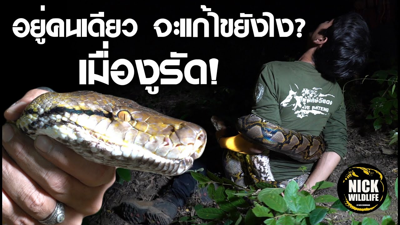 อยู่คนเดียว จะแก้ไขอย่างไร...หากถูกงูเหลือม4เมตรรัด