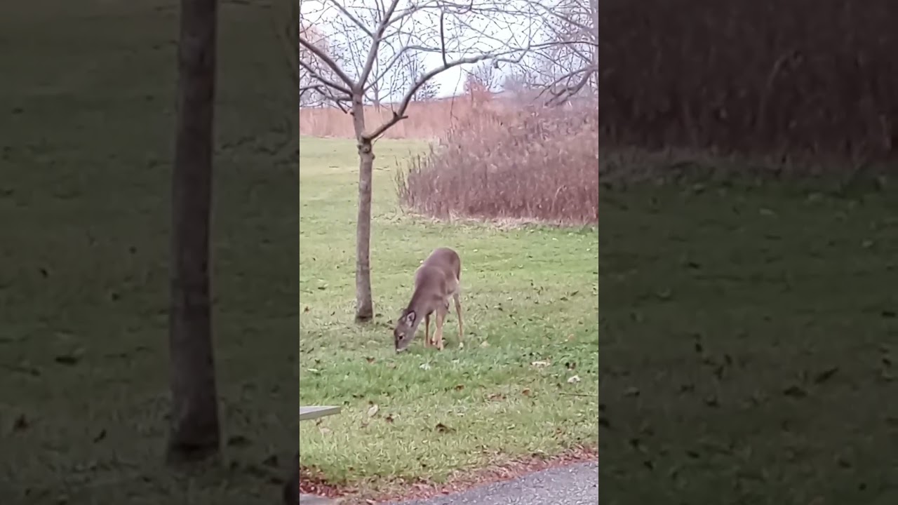 Fawn Grazing by Its Favorite Tree. Red Buckeye, Beautiful in the Spring #Deer #Fawn #Shorts 12-18-24