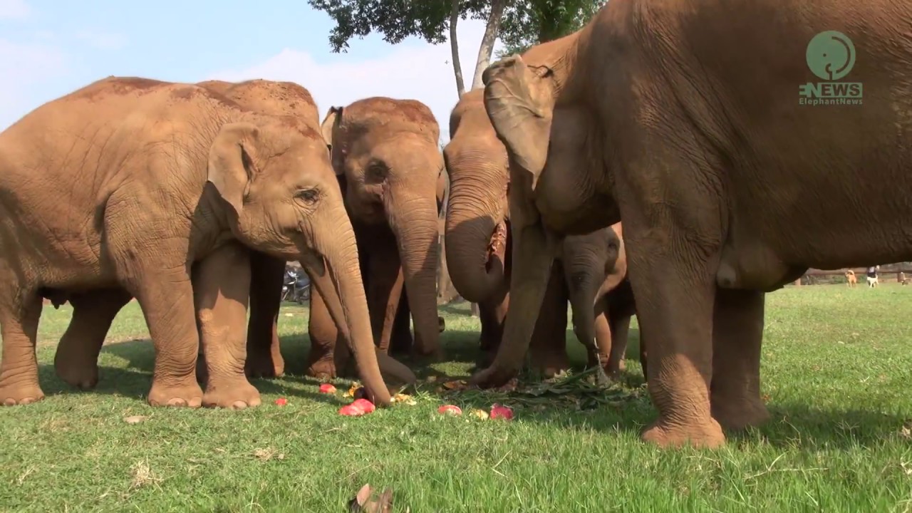 9 years old Elephant enjoy eating her birthday cake with Volunteers - ElephantNews