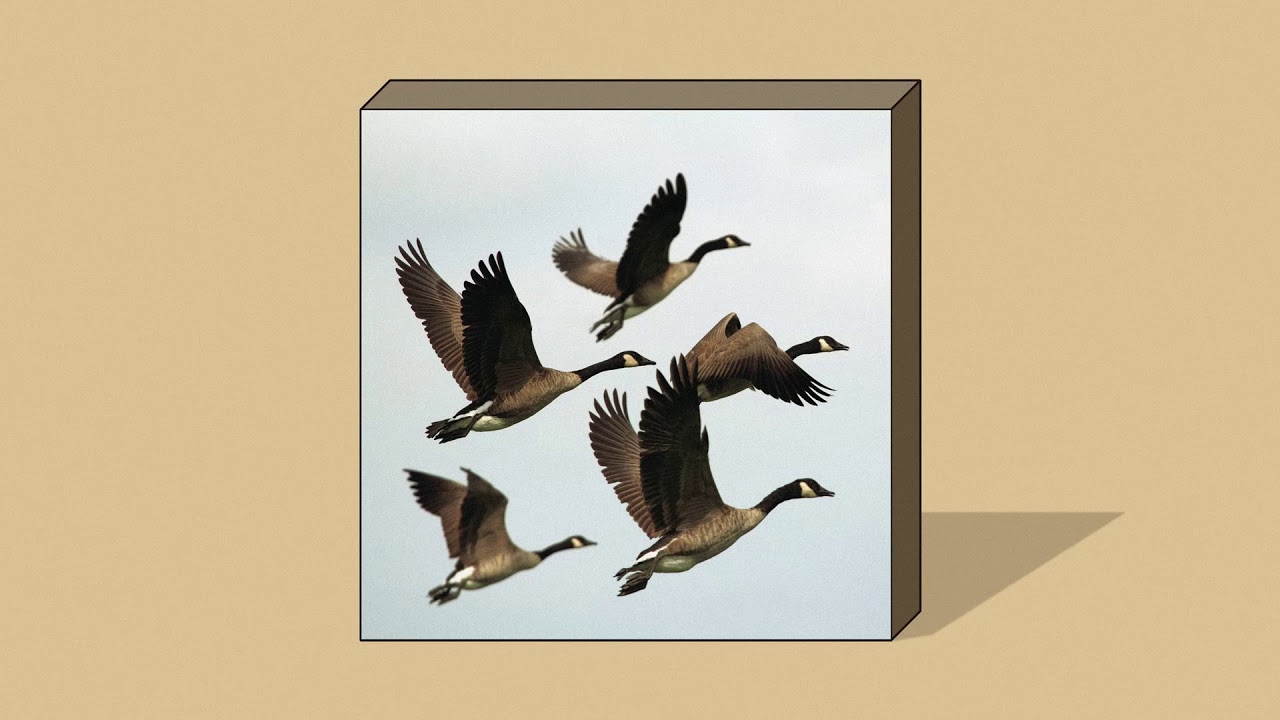 Goodbye Goose Prince by Seagull Orchestra (reMastered) Adam Young Project