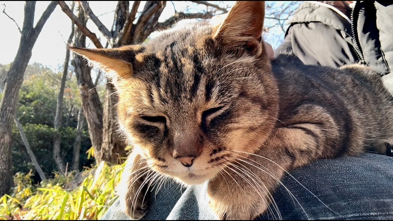 体も綺麗になって膝の上で一息ついてるかわいい女子キジ猫ちゃん
