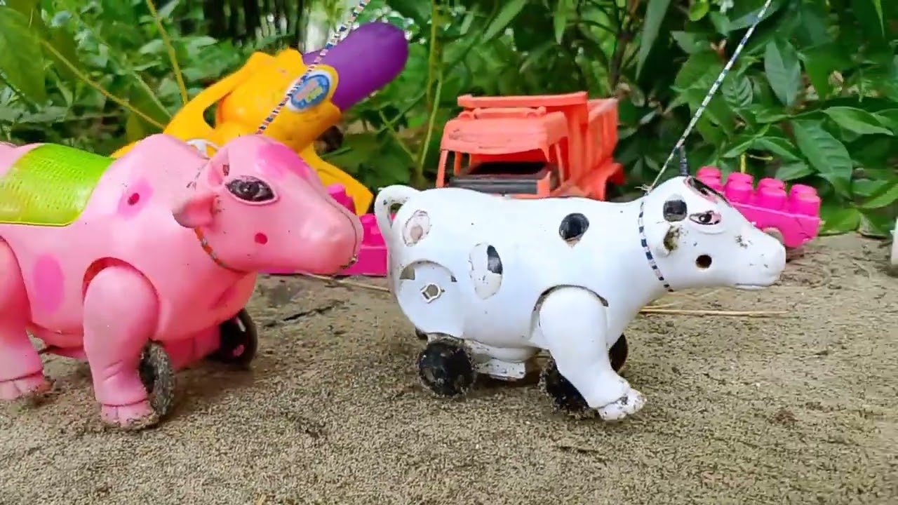 BAQRAEID 🐮‼️ POTONG SAPI WADIDAU PROSESS POTONG SAPI SIMOLASI IDULIDHA COW CARTOON