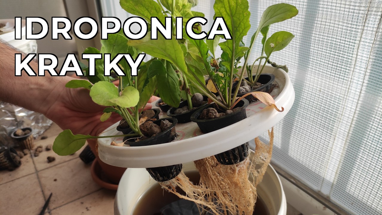 Idroponica Kratky