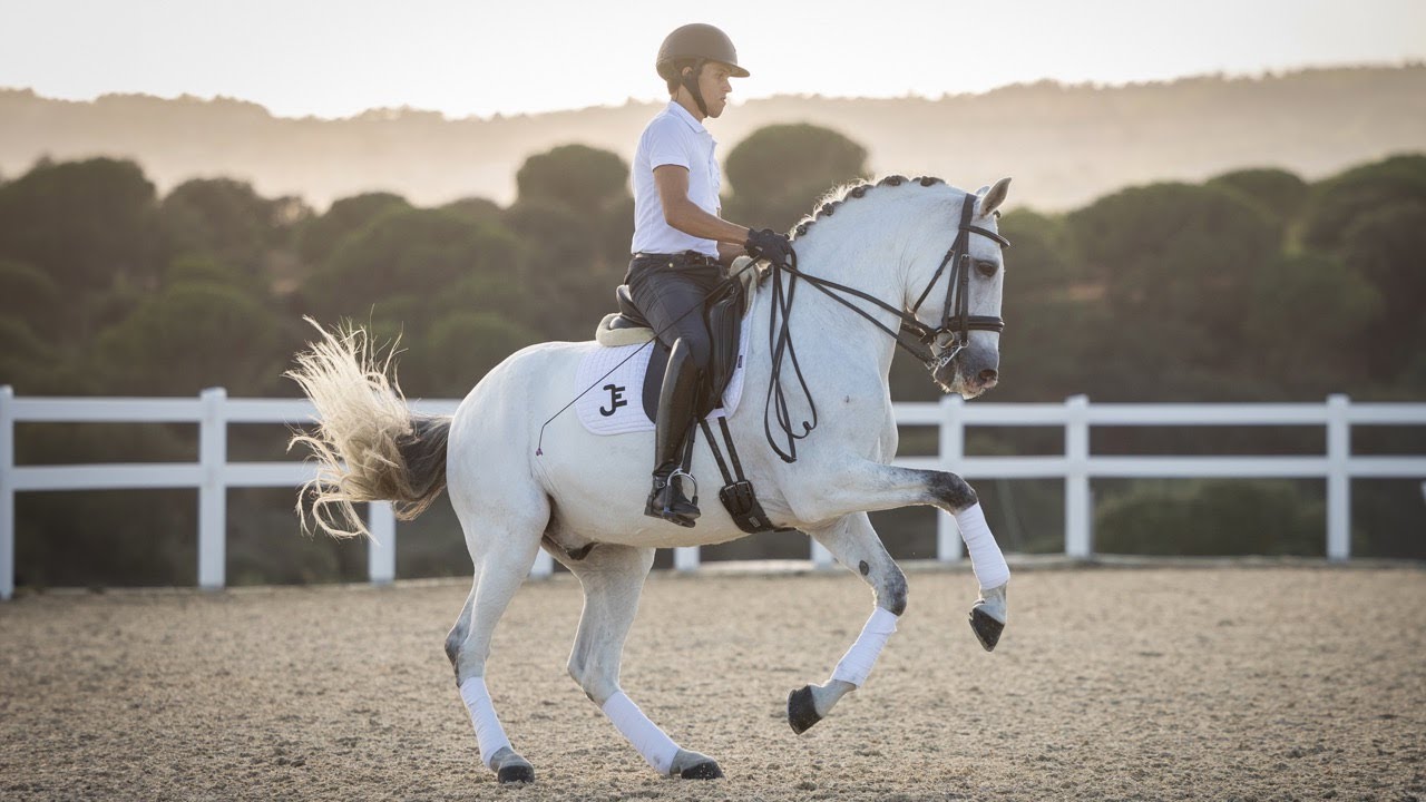 Horse for Sale |  Piro Free Lusitano Gelding - ready for Grand Prix Competition (REF#983)