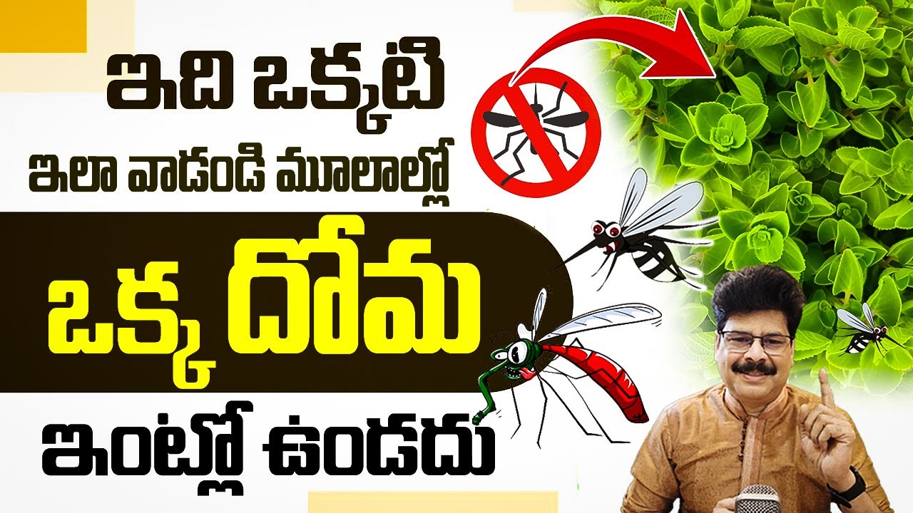 కొన్ని చుక్కలు చాలు, పారిపోతాయి దోమలు | How To Treat & Avoid Mosquito Bites #mosquito