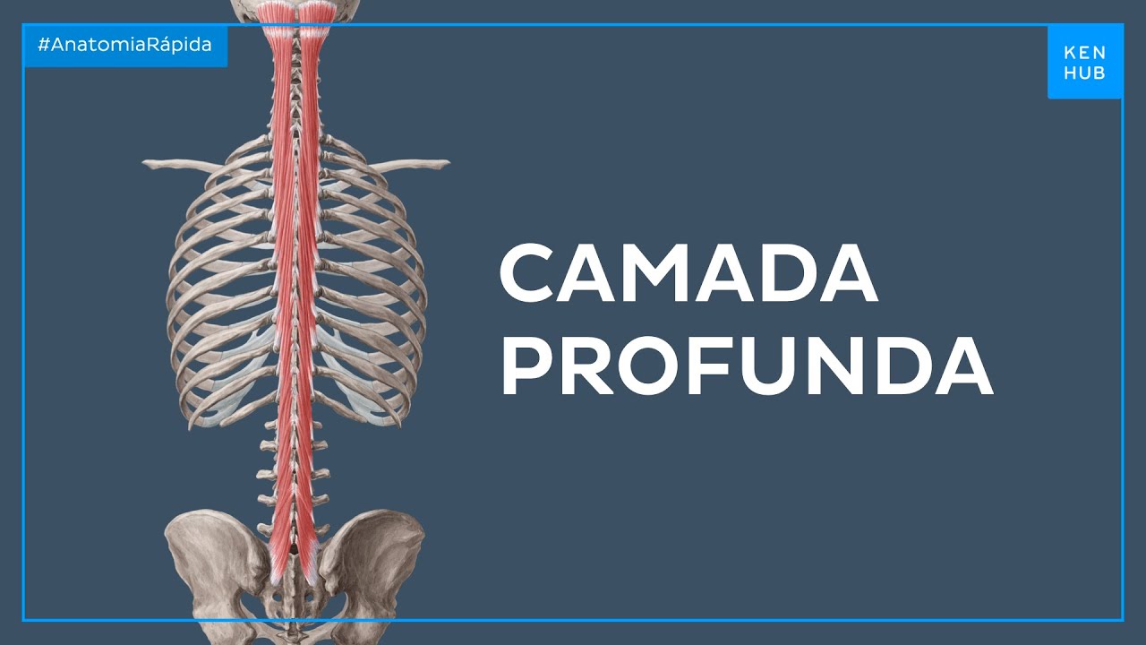 Músculos profundos do dorso: Camada profunda - Anatomia Fácil | Kenhub