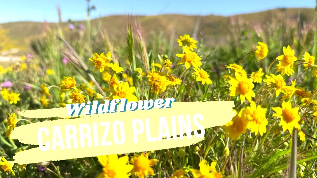 CARRIZO PLAIN NATIONAL MONUMENT wildflower hunt