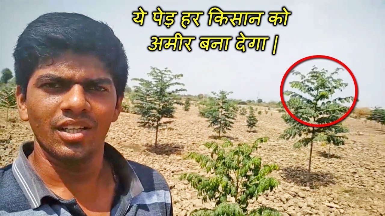 ये पेड़ हर किसान को अमीर बना देगा | Melia Dubia Farming | Indian Farmer