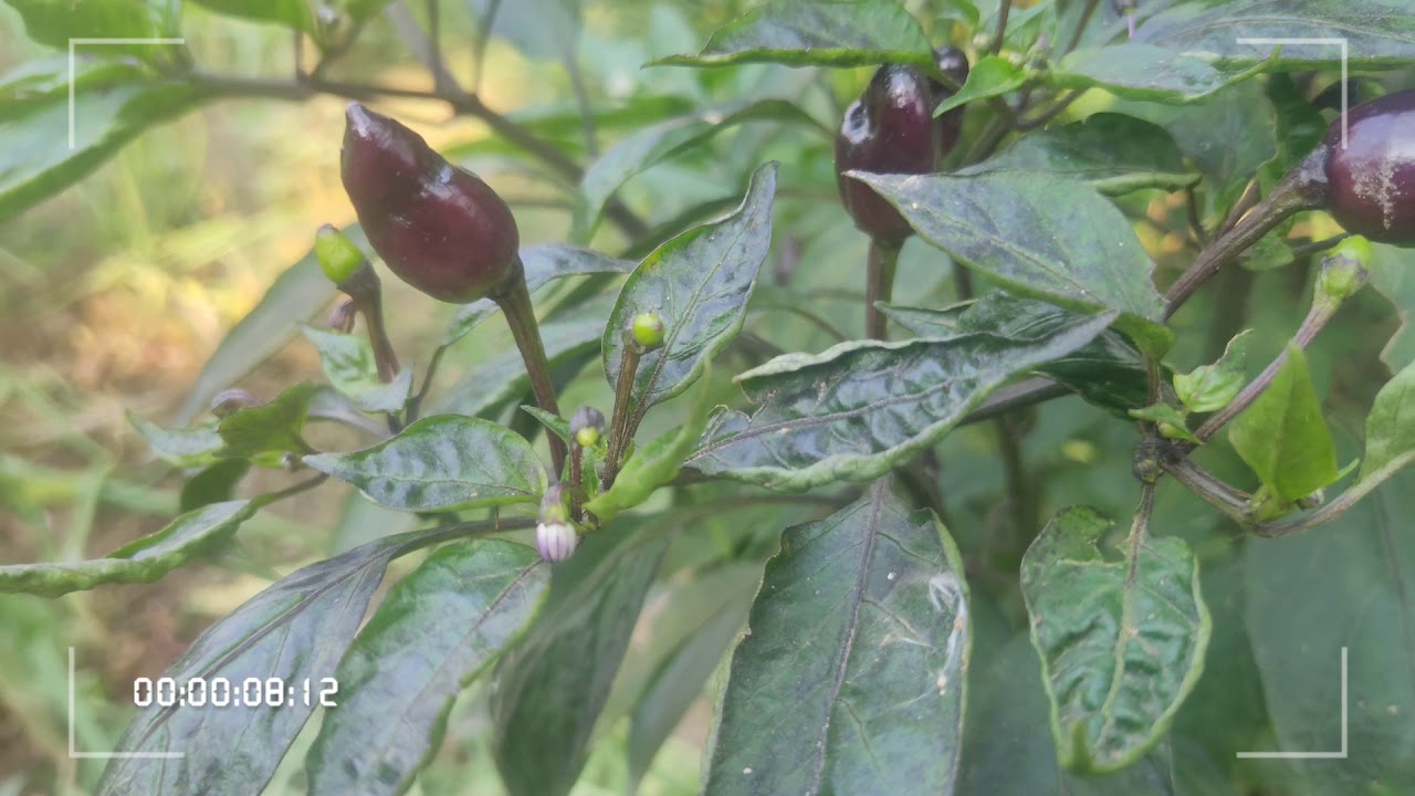 Black chilli