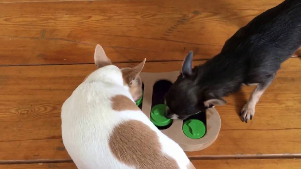 Iquties Bone Slots Hondenspel | De Chihuahua Shop.nl