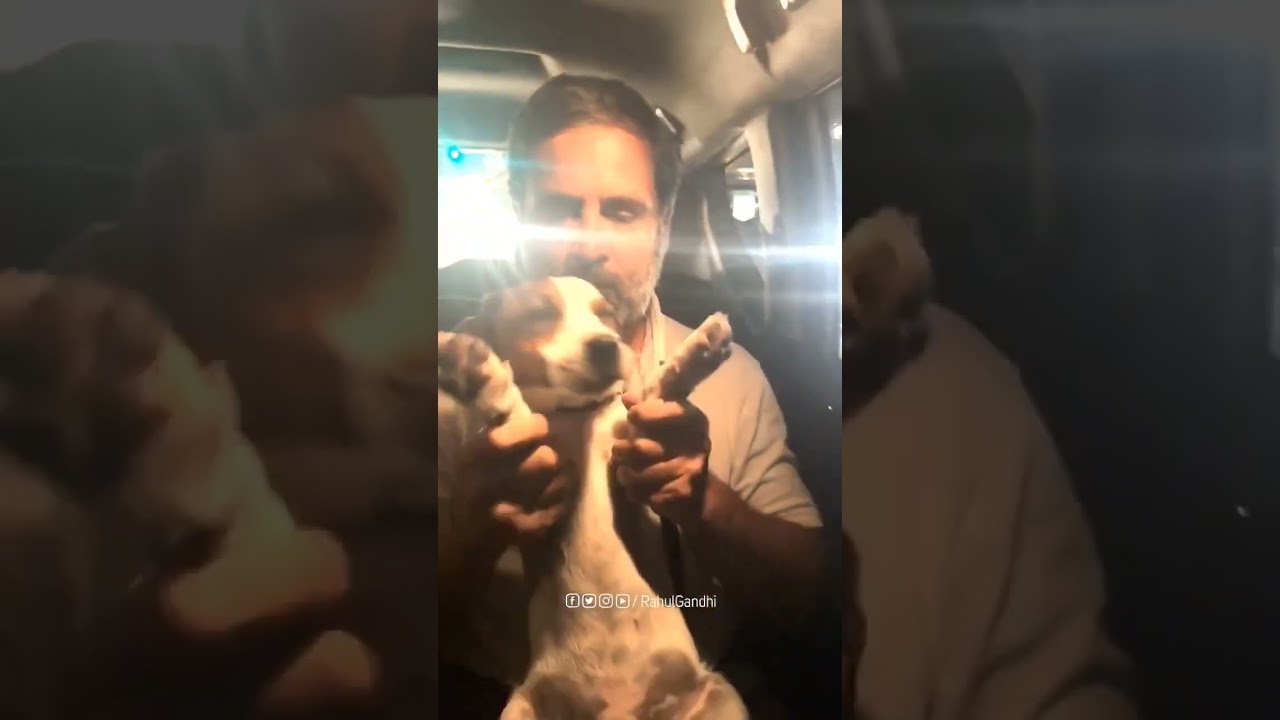 Rahul Gandhi with his dog || #rahulgandhi #doglover