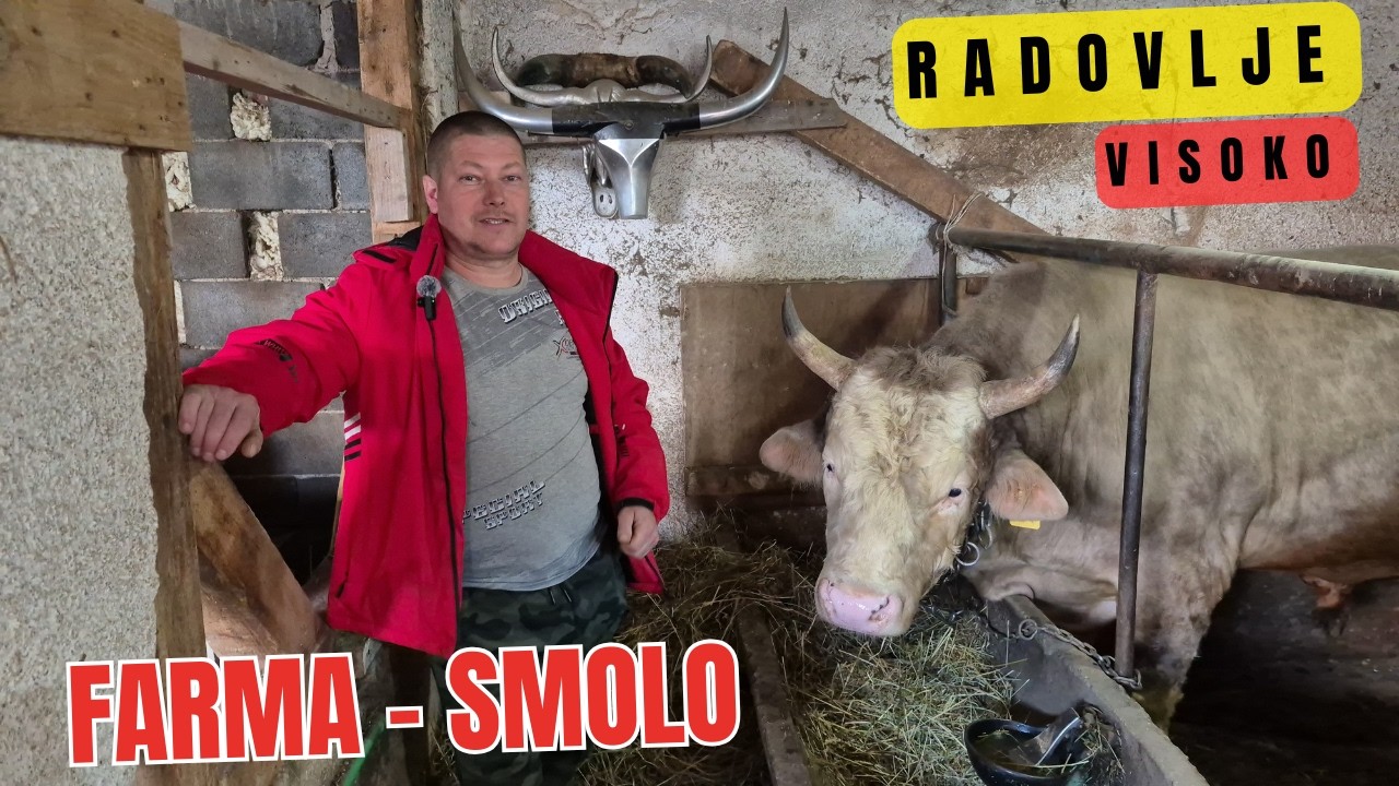 Kupio jednog bika, završio sa ČETIRI! Bikovi Mevludina Smole