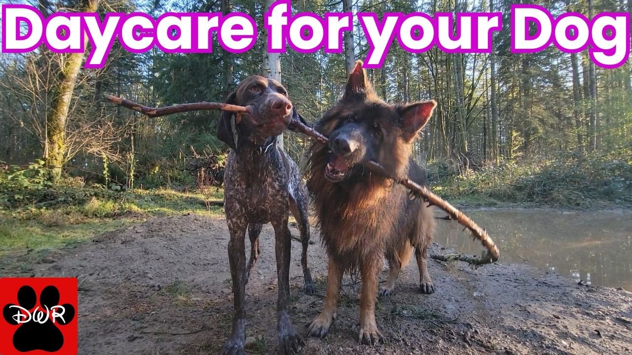🐕‍🦺🐕🌲 Daycare for your dog 🐕‍🦺🐕🌲  Keep your dog busy while you are away or watch together 🥰❤💤