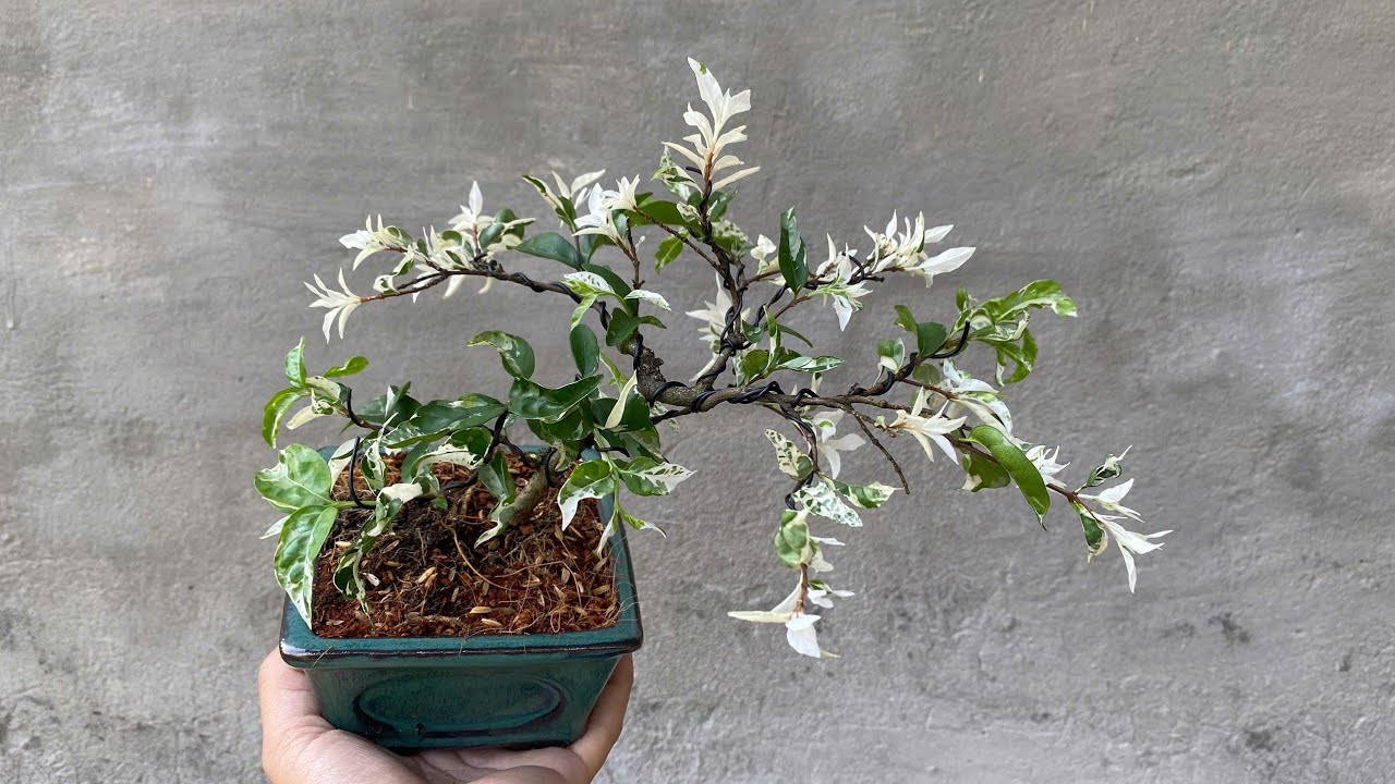 0934229986 BONSAI MINI