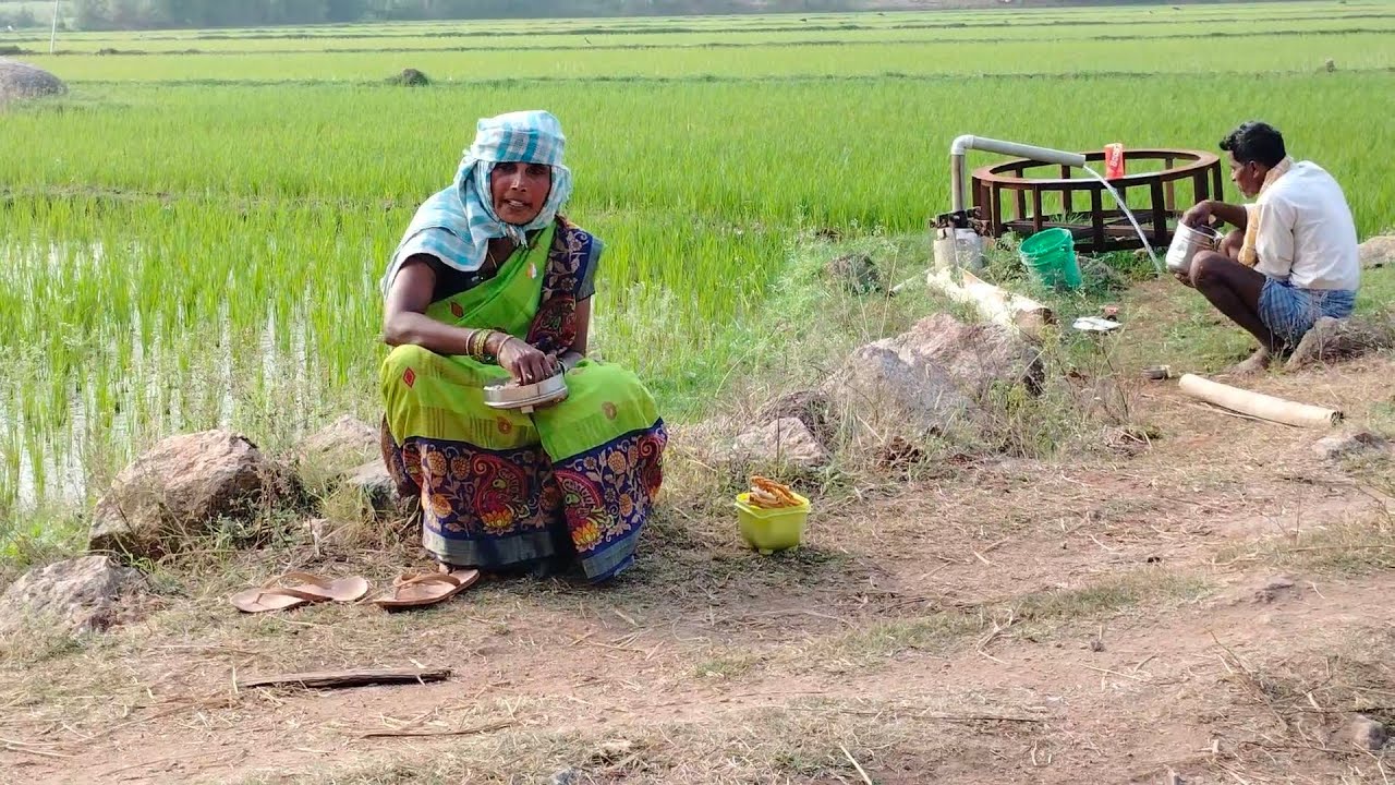 వరిలో ఎరువులు వేశాము||  village paddy farming || agriculture Videos