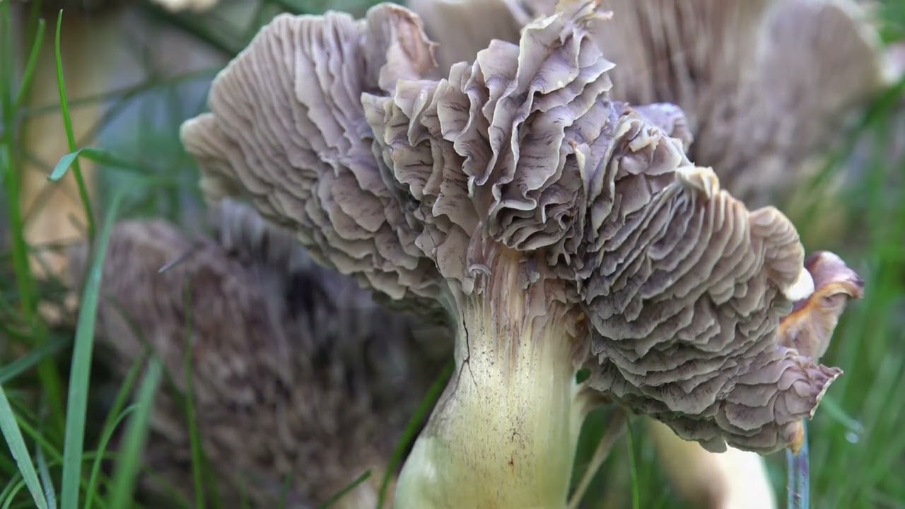 Herfst 2024