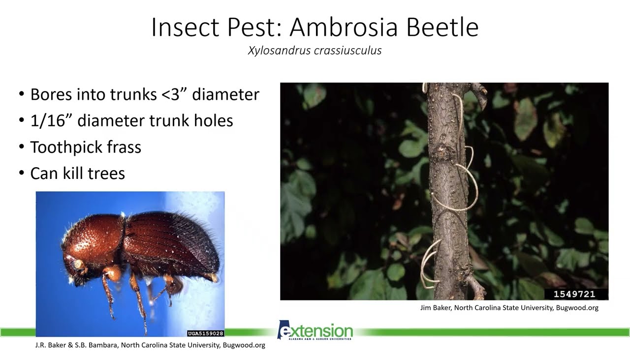 Major PawPaw Pests and Disease Webinar