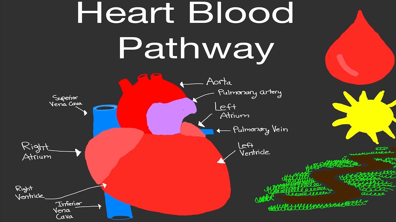 Physiology: Heart Blood Pathway [EASY!]